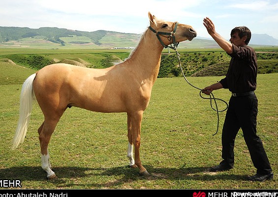 آخرین خبر | عکس/ جشنواره زیبایی اسب اصیل ترکمن