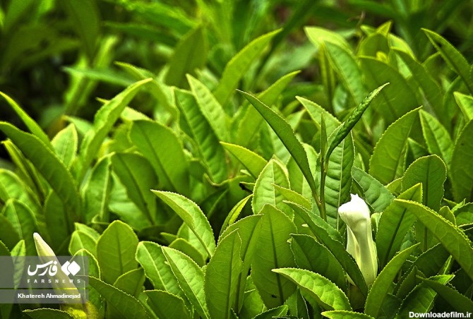 برداشت «برگ سبز چای» در گیلان | خبرگزاری فارس
