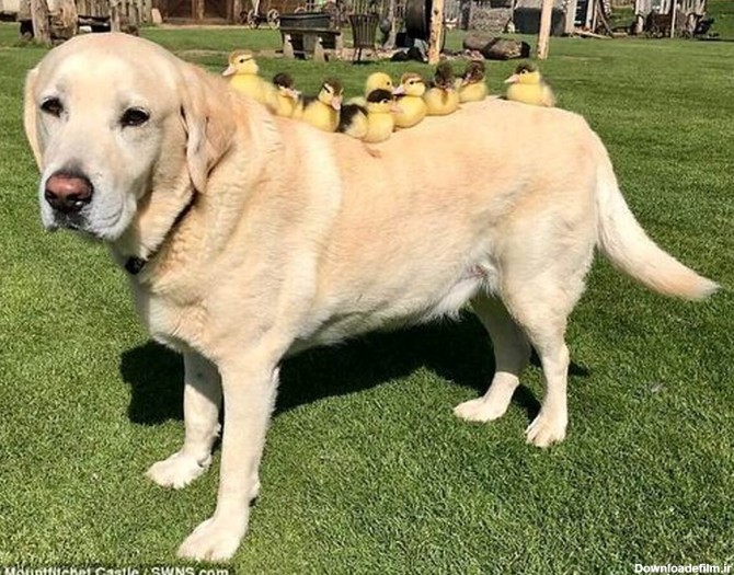 فرارو | (عکس) این سگ پدرخوانده ۹ جوجه اردک شده است