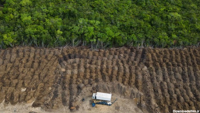 آخرین خبر | عکس/ جنگل زدایی خطرناک از آمازون