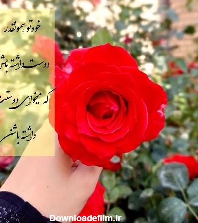 عکس یک گل زیبا برای پروفایل