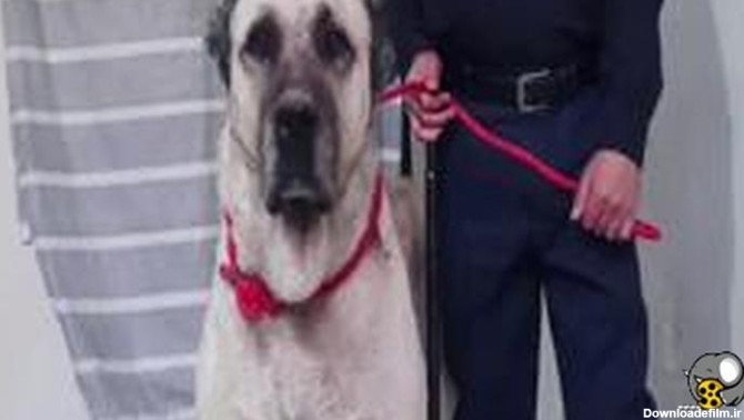 جنگ سگ سرابی طوفان در ۱۷ ماهگی با سگ سرابی قناری قهرمان - فیلو