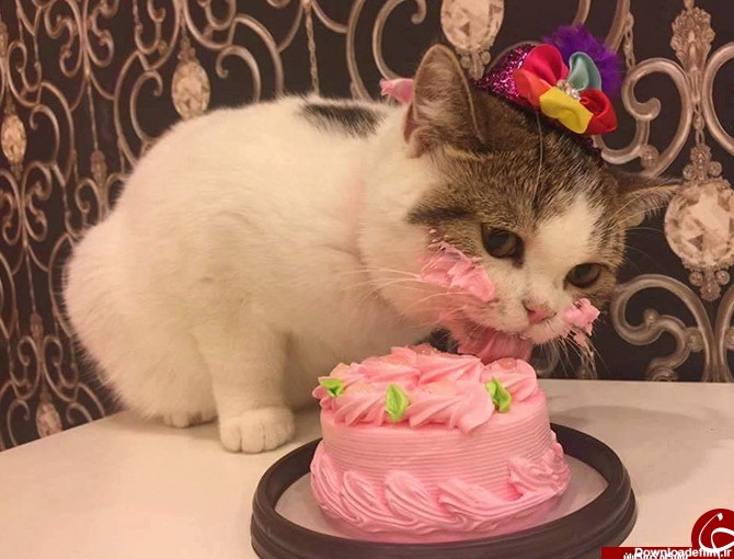 گربه ای که علاقه شدیدی به کیک دارد + تصاویر