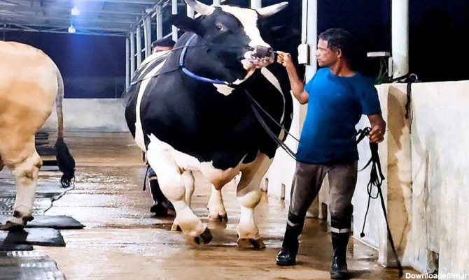 فرارو | (ویدیو) سومین گاو نر بزرگ جهان با ۱۲۰۰ کیلوگرم وزن و قد ۱ ...