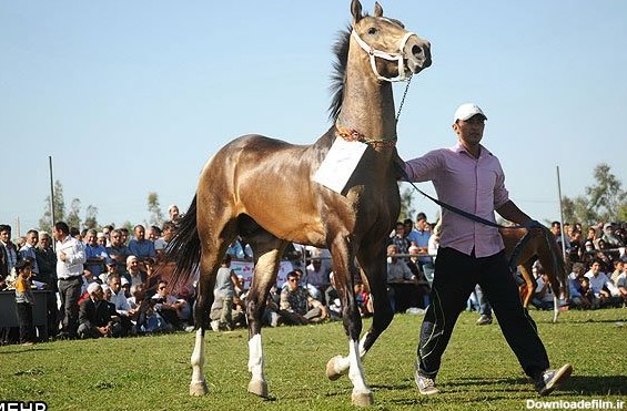 سرنوشت مبهم یکی ازاصیل‌ترین اسب‌های ایرانی/ اسب کرد ناجی می‌خواهد ...