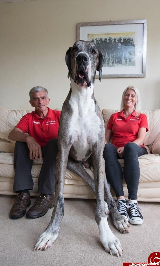 این سگ غول‌پیکر ممکن است به عنوان بزرگترین سگ جهان شناخته ...