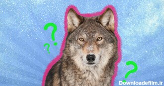 گرگ‌ها به راستی چقدر بزرگ‌اند؟/ عکس