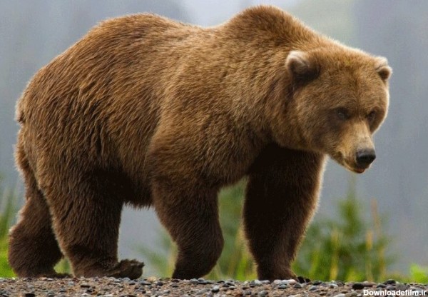 ببینید | لحظه‌ای زیبا از حضور خرس قهوه‌ای در جنگل‌های شمال