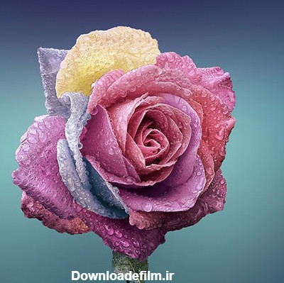 عکس پروفایل گل های زیبا در رنگهای مختلف | جدول یاب