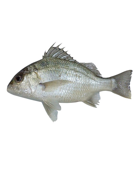 ماهی سنگسرسفید (صادراتی) – فروشگاه اینترنتی ماهی جنوب