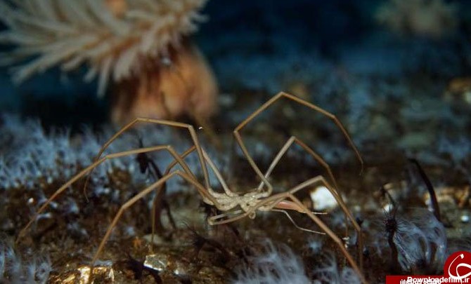 این عنکبوت دریایی با تپش روده زنده است