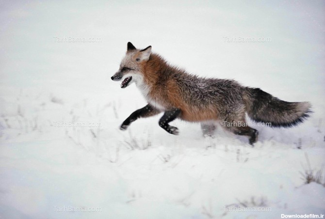 عکس با کیفیت روباه در برف