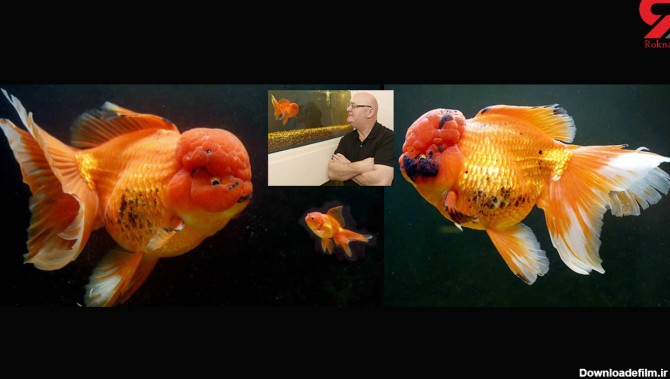 عجیب ترین ماهی قرمز / این ماهی چند می ارزد؟ + عکس