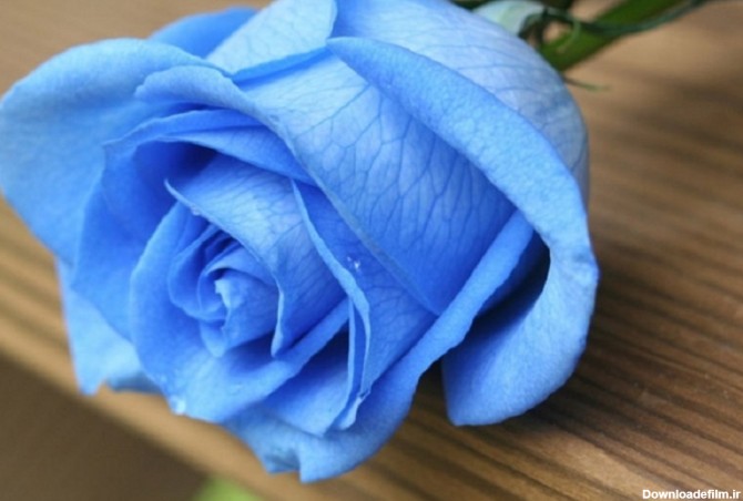 همه چیز درباره ی گل رز آبی - رز آبی یکی از گل های خاص برای تولد آقایان