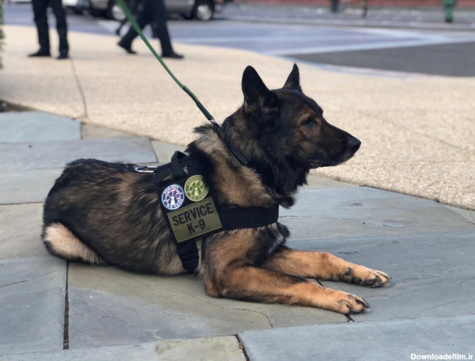 ببینید | تمرینات ویژه و سخت سگ‌های پلیس فدرال