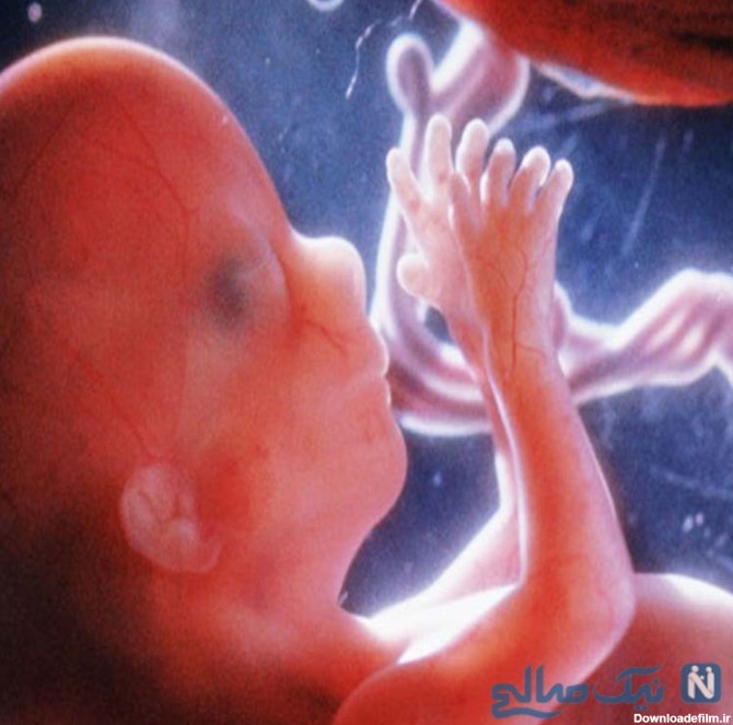 تغییرات جنین در هشت ماهگی