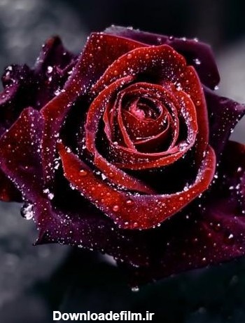 گالری عکس های دیدنی گل رز سیاه | تصاویر گل رز های مشکی زیبا