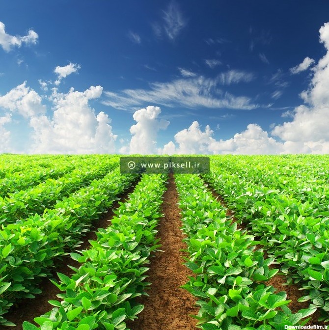 دانلود عکس با کیفیت مزرعه ی گیاه چای