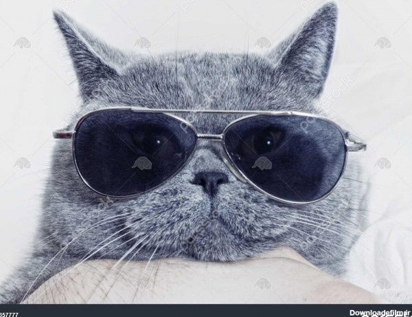 خنده دار پوزه از خاکستری گربه در عینک افتابی 1357777