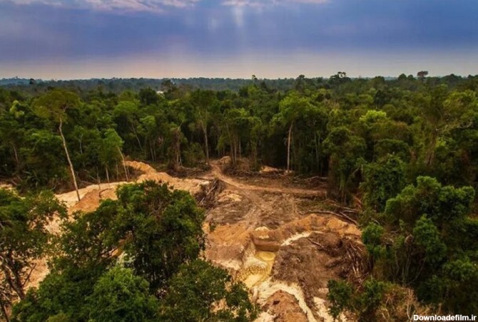 برزیل موفق به کاهش جنگل‌ زدایی در آمازون شد