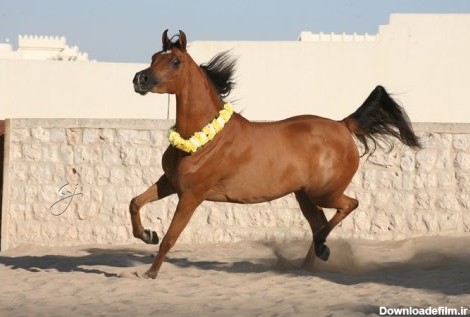 سرنوشت مبهم یکی ازاصیل‌ترین اسب‌های ایرانی/ اسب کرد ناجی می‌خواهد ...