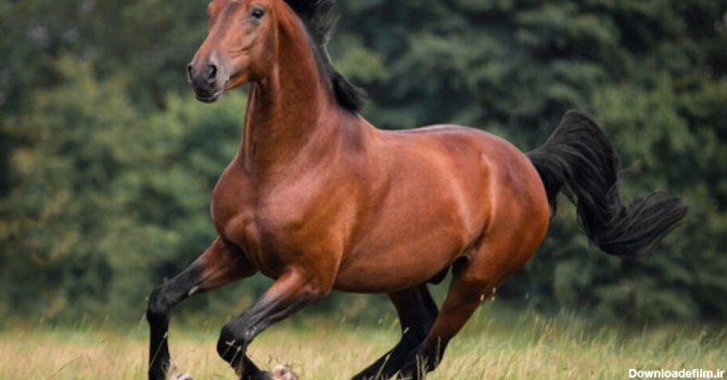اسب نماد و نشانه چیست؟