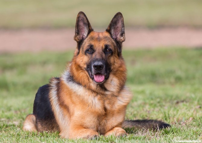 سگ ژرمن + همه چیز برای تربیت و آموزش سگ ژرمن باید بدانید