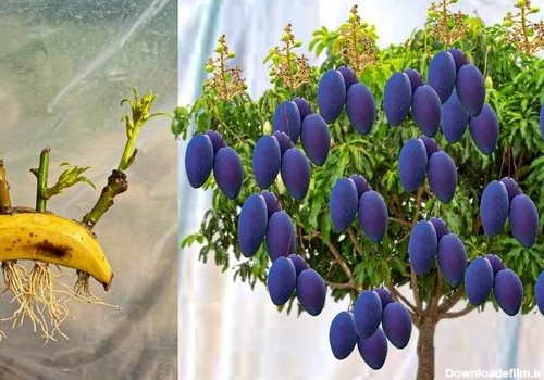 (ویدیو) چگونه می توان درخت موز را از میوه موز و درخت انبه را از انبه رشد داد؟