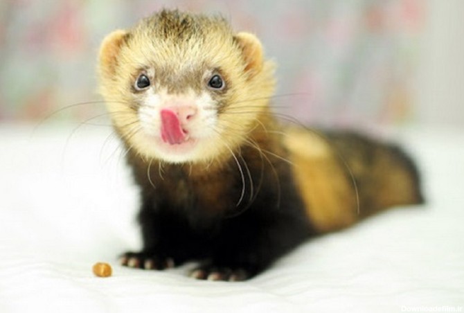 موش خرما چیست؟ بررسی انواع، غذا و صدای این حیوان (+عکس)