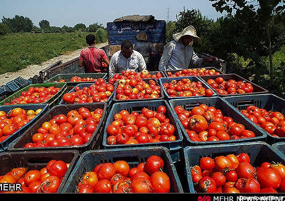 گرانی گوجه در ایران به صفحه شخصی رونالدو هم رسید! +عکس