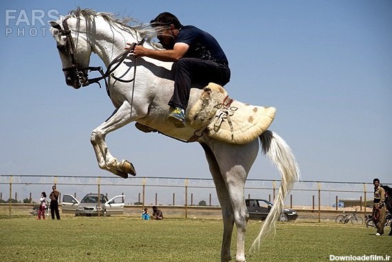 خبرآنلاین - جشنواره اسب اصیل ایرانی، نژاد کرد