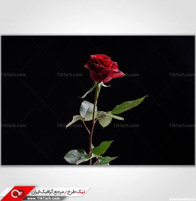 دانلود عکس گل رز قرمز | تیک طرح مرجع گرافیک ایران