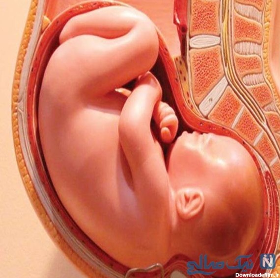 تغییرات جنین در هشت ماهگی