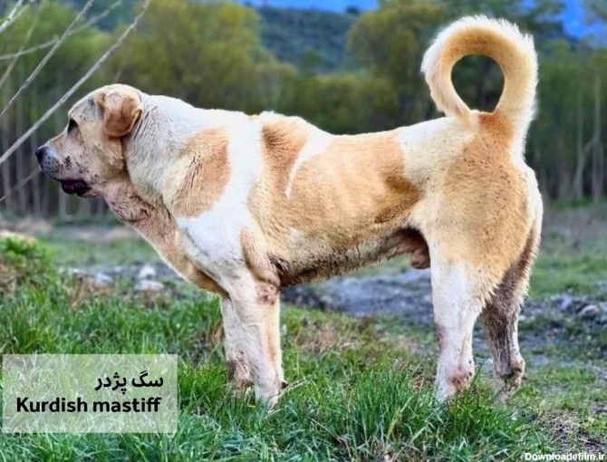 مقایسه سگ سرابی و سگ پژدر - ویرگول