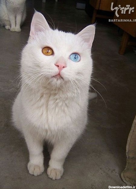 عکس هایی از حیوانات با چشم های دو رنگ!