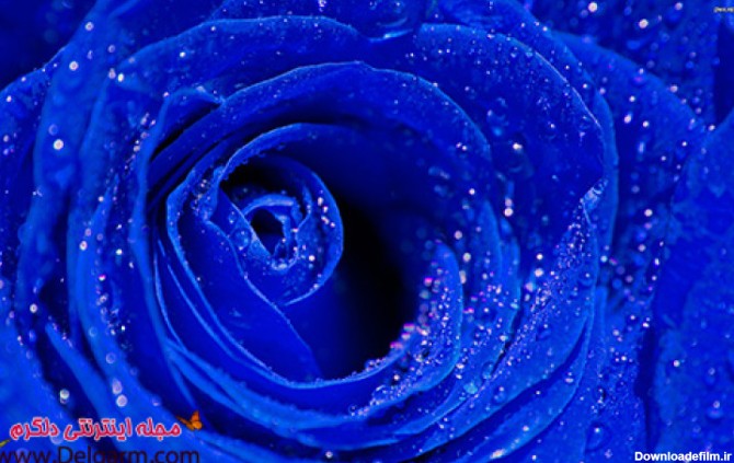 گل رز آبی و بسیار کمیاب