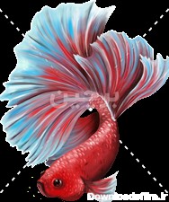 عکس ترنسپرنت ماهی قرمز با دم و باله بسیار زیبا | برچسب محصولات ...
