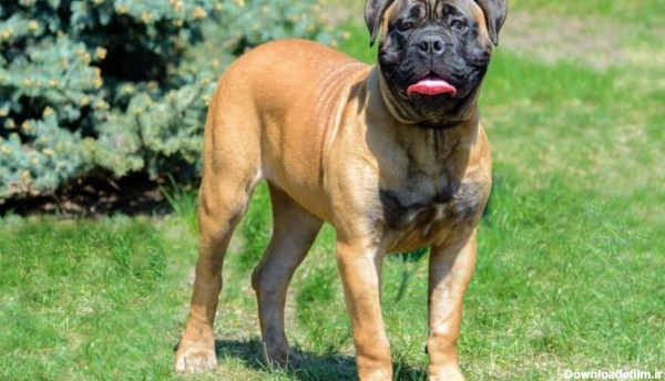 وحشی ترین سگ دنیا: بولماستیف
