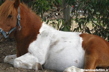 آشنایی با اسب پونی، یک نژاد بسیار زیبا