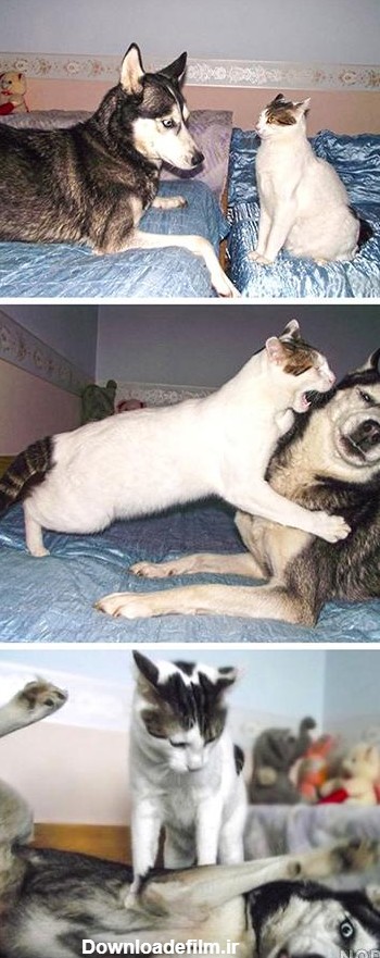 عکس خنده دار گربه و سگ
