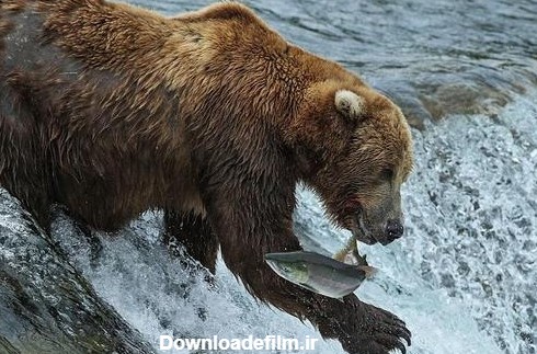 تصاویر : خرس شکارچی | سایت انتخاب