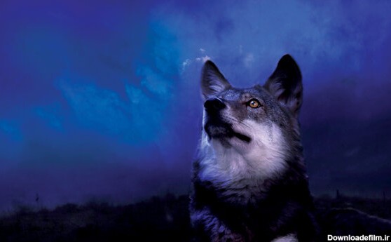 گرگ‌ها مانند ديگر حيوانات وحشي دوري از انسان را ترجيح مي‌دهند، اما در مناطقي که طعمه‌هاي طبيعي از بين رفته باشند به مراکز انساني نزديک مي‌شوند.