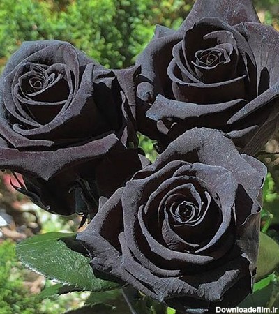 عکس گل رز مشکی زیبا برای پروفایل