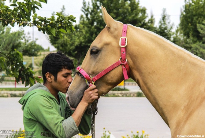زیباترین اسب ایرانی + تصاویر