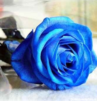 خرید و فروش گل رز آبی با شرایط فوق العاده