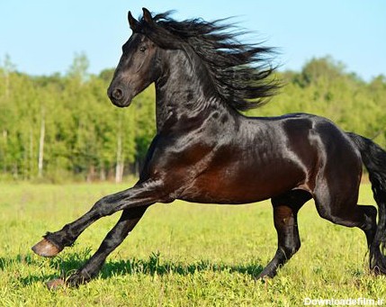 عکس با کیفیت از اسب مشکی با یال و دم بلند