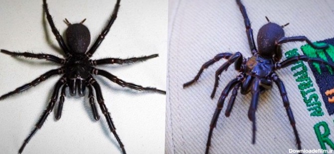 کشف سمی‌ترین عنکبوت جهان+ عکس
