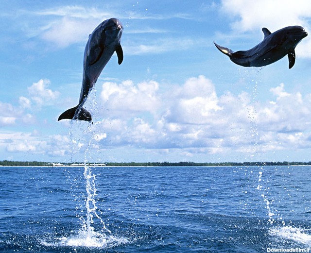 عکسهای دلفین های زیبا در دریا