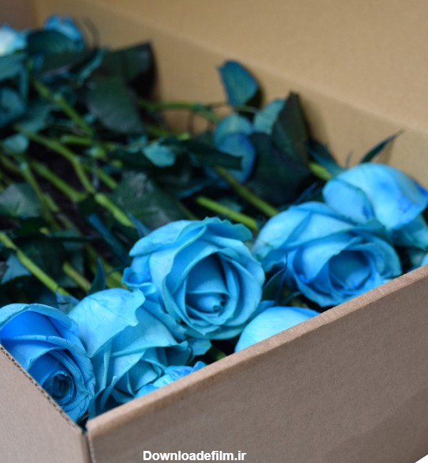 مشخصات، قیمت و خرید شاخه گل رز هلندی آبی دسته 20 عددی | دیجی‌کالا