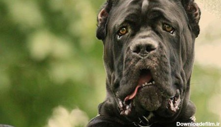 ترسناک ترین نژادهای سگ در جهان را بشناسید